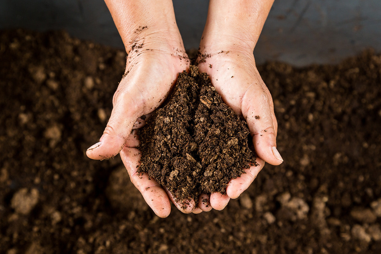 Hands holding soil